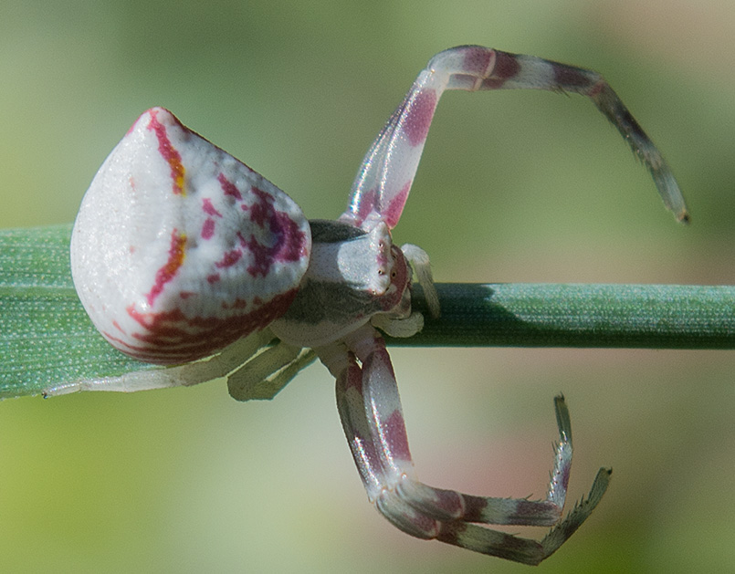 Aracnidae da ID